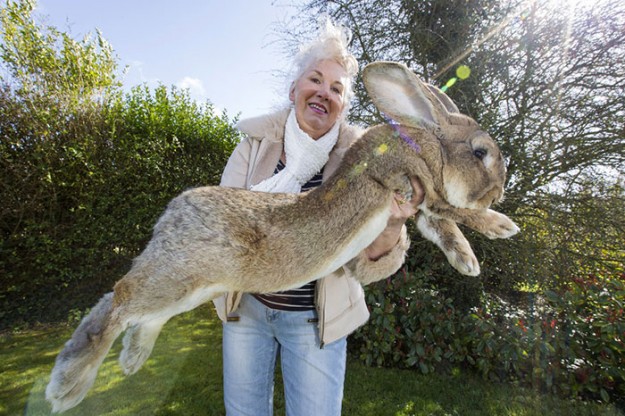 世界最大兔1